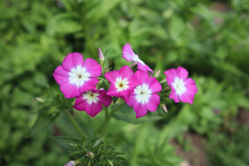 annual phlox or Phlox drummondii flowers in the garden