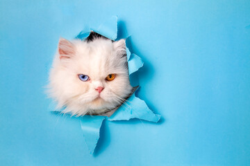 Cute white cat animal climbs out with paw of paper hole frame isolated on blue color background. Cat pet peeks out of hole with interest. Creative minimal concept.