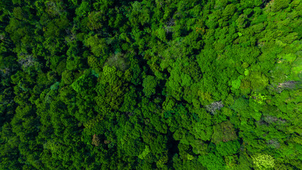 Nature green forest aerial view. Aerial view tree, forest ecosystem and health concept and background, texture of green forest from above.Nature conservation concept.