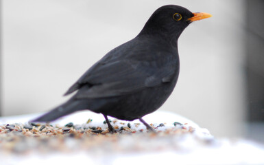 Blackbird in winter