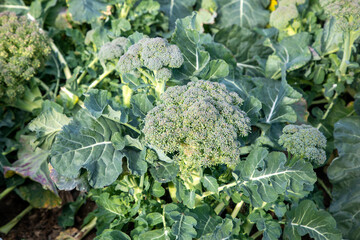 Natural broccoli grown field in Izmir - Menemen - Emiralem plain , Mature broccoli is grown in a...