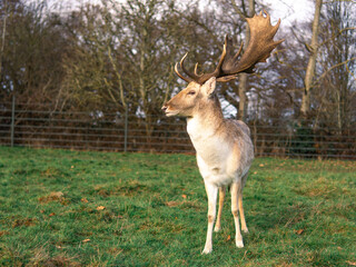 red deer grazing on the meadow in richmond park