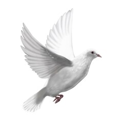 Postal white dove flying on a white background, digital hand drawing.
