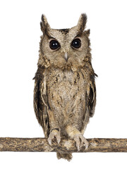 Cute brown Indian Scops owl aka Otus bakkamoena, sitting on branch. Looking straight to camera. Isolated cutout on a transparent background. Ears up.