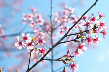 Nang Phaya Suea Krong flower or Sakura of Thailand, beautiful pink blossom on sky background. Prunus Cerasoides Flowers or Nang Phaya Sua Krong flowers are blooming in the garden.