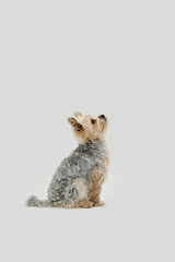 portrait of a dog, yorkshire terrier