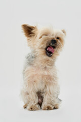 yorkshire terrier puppy