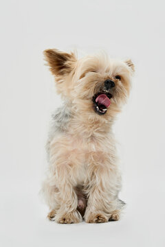yorkshire terrier puppy