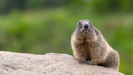 Marmot isolated sitting on a rock in front of a grean meadow, marmot in the austrian alps, closeup