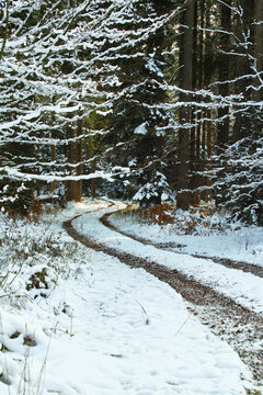 Frozen Trail And Leaves In A Forest