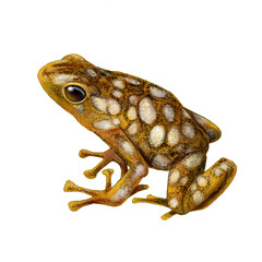 Harlequin Poison Frog