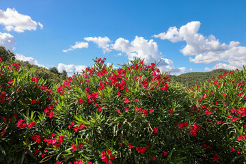 Fototapeta na wymiar Beautiful small Oleander flowers. a poisonous evergreen shrub that is widely grown in warm countries for its clusters of white, pink, or red flowers.