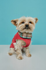 yorkshire terrier puppy costume