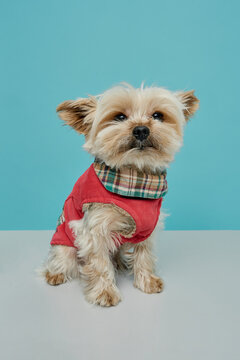 yorkshire terrier puppy costume