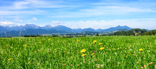 Saftige Sommerwiese im ostallgäuer Alpenvorland mit Bergpanorama der Allgäuer Alpen im Hintergrund