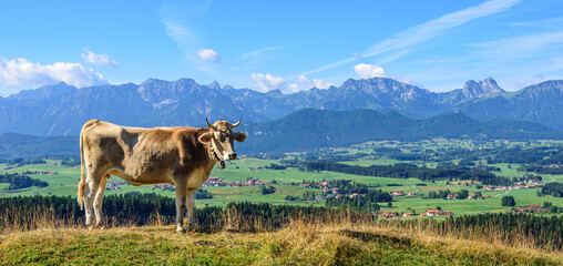 Artgerechte Tierhaltung auf einer Bergweide in den Allgäuer Voralpen