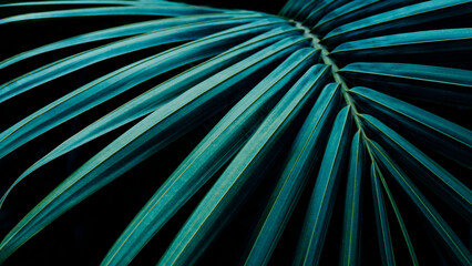 tropical palm leaf background, blue color toned