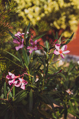 oleander plant with pink flowers outdoor in sunny backyard, close-up shot at shallow depth of field