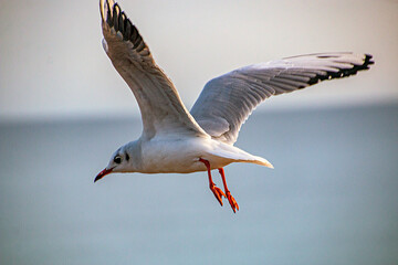 Fototapeta na wymiar A large white seagull close-up flies against the background of the sky and the sea