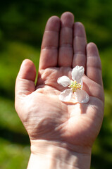 Close-up of pink apple tree blossoms in a hand. Spring floral background with apple flowers.  Blooming