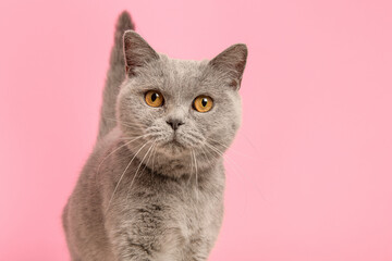 Portrait of a pretty grey british shorthaired cat looking at the camera on a pink background