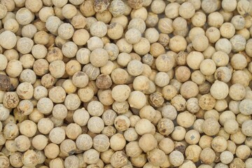 white pepper seed for cooking on background isolate