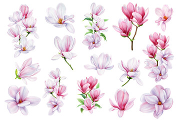 Botanical flowers set with magnolia flowers. Isolated elements with Magnolia flower. Watercolor hand drawn illustration - obrazy, fototapety, plakaty