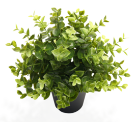 Green Artificial plant potted for indoors decorative Isolated on white.