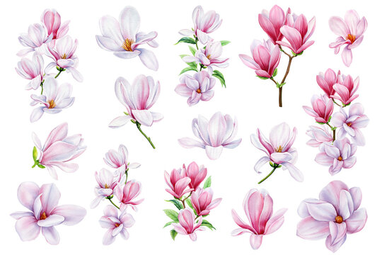 Botanical flowers set with magnolia flowers. Isolated elements with Magnolia flower. Watercolor hand drawn illustration
