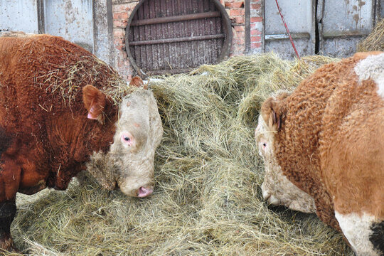 Bulls of Hereford cattle. Winter housing, feeding with hay. The Hereford is a British breed of beef cattle originally from Herefordshire. The world's most widespread meat breed domestic tur.