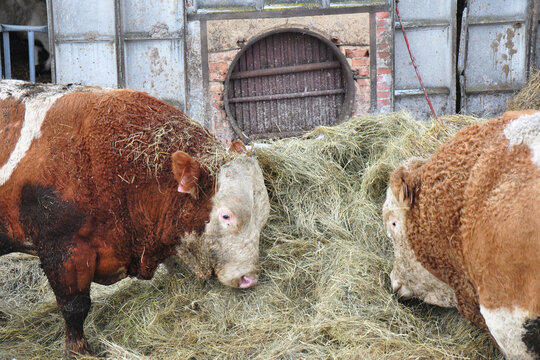 Bulls of Hereford cattle. Winter housing, feeding with hay. The Hereford is a British breed of beef cattle originally from Herefordshire. The world's most widespread meat breed domestic tur.