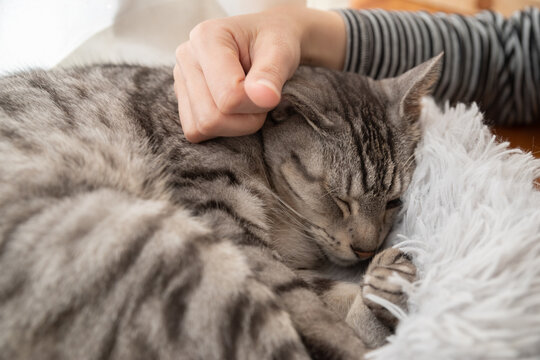 猫を撫でる　サバトラ猫