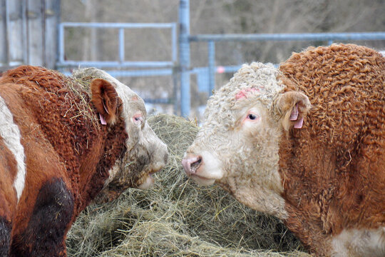 Bulls of Hereford cattle. Winter housing, feeding with hay. The Hereford is a British breed of beef cattle originally from Herefordshire. The world's most widespread meat breed domestic tur.