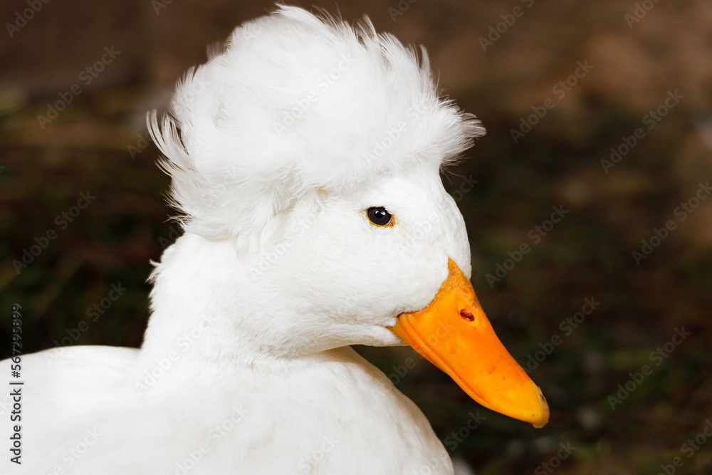 Poster decarative duck. closeup portrait. fluffy comb