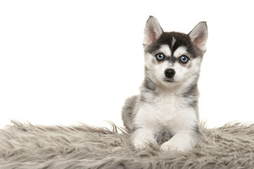 Cute pomsky puppy lying on a grey cushion looking at the camera with blue eyes on a white background with space for copy