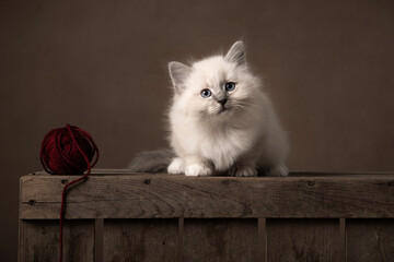 Fluffy ragdoll baby cat sitting on a wooden crate with a woolen ball in a classic still life setting looking at the camera