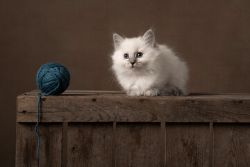 Fluffy ragdoll baby cat sitting on a wooden crate with a woolen ball in a classic still life setting looking away