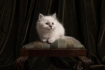 Fluffy ragdoll baby cat sitting on a classic  green pouf in a classic still life setting