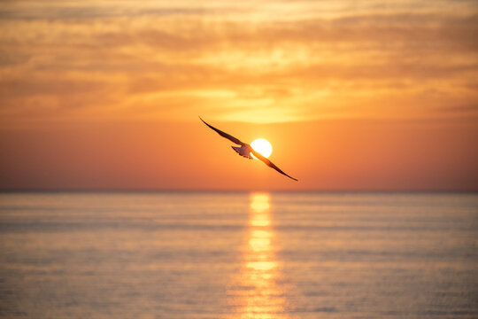 seagull on sunset
