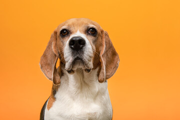 Portrait of a beagle dog looking at the camera on an orange background