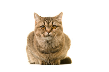Pretty gold tabby british shorthair cat looking at the camera seen from the front isolated on a white background