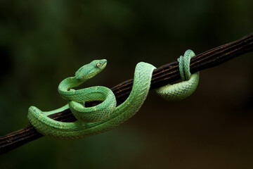 Green side striped palm viper also called 