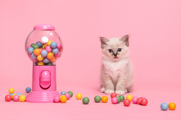 Cute holy burmese kitten sitting between colorful chewing gum balls