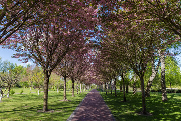 Alley of blooming cherry blossom trees in spring park