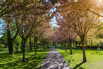 Alley of blooming cherry blossom trees in spring park backlit