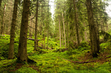 Fototapeta na wymiar Beautiful summer forest with different trees 