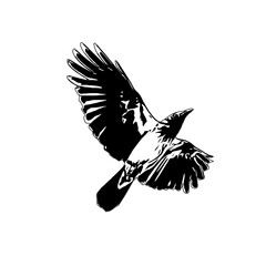 Black and white sketch of a flying bird with transparent background