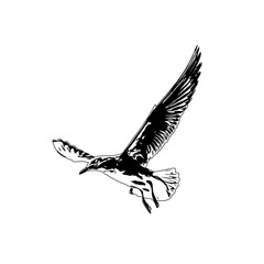 Black and white sketch of a flying bird with transparent background