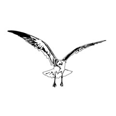 Fototapeta premium Black and white sketch of a flying bird with transparent background