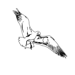 Black and white sketch of a flying bird with transparent background